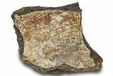 Dinosaur (Triceratops) Bone Section - Montana #300457-1